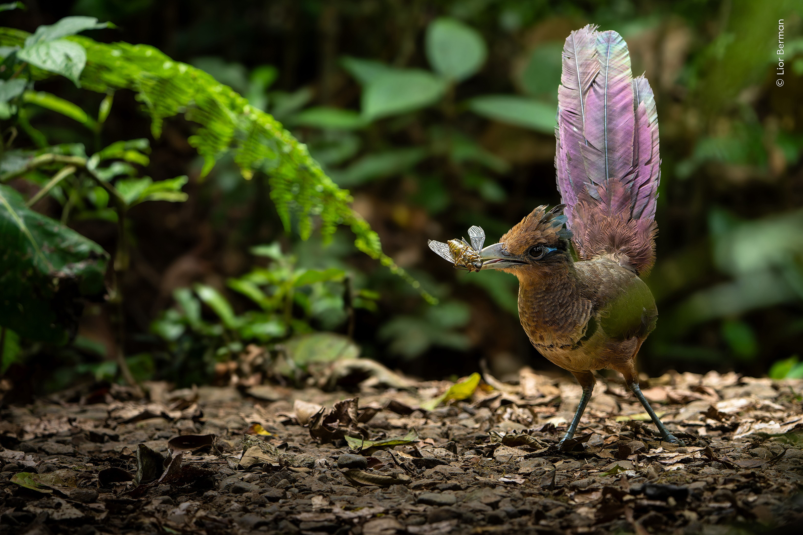 "A Fleeting Moment" shows a rufous-vented ground cuckoo plucking a cicada in the depths of the rainforest in Costa Rica.